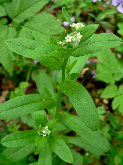 {Myosotis macrosperma}